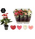 Anthurium andr. Ø9 Mix