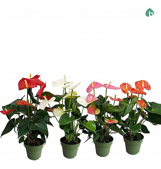 Anthurium andr. Ø14 Mix