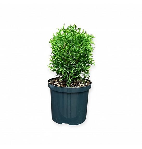 Thuja occidentalis Tiny Tim C2,5 lit. 15-20 cm