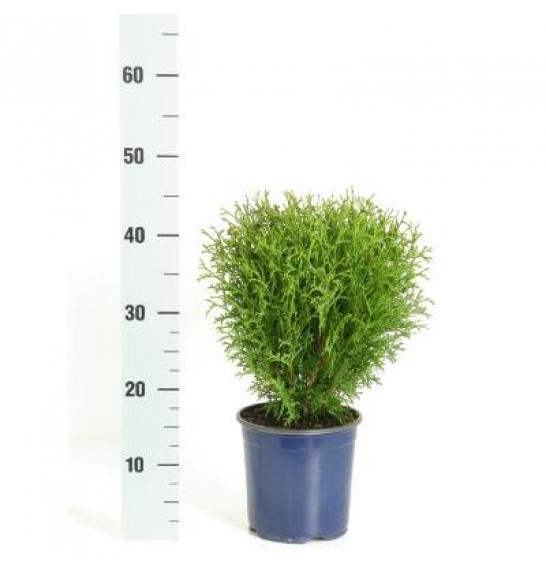 Thuja occidentalis Tiny Tim C2 Lit. 20-30 cm