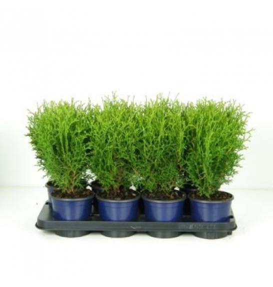 Thuja occidentalis Tiny Tim C1 Lit.15-20 cm