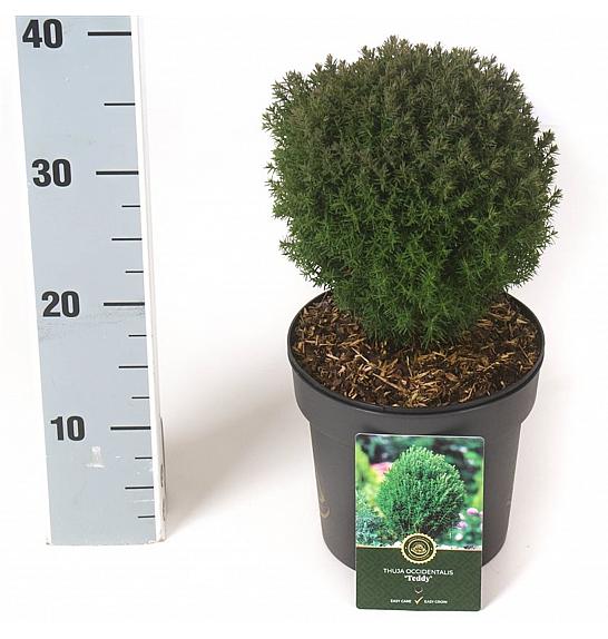 Thuja occidentalis Teddy C2,5 Lit. 15-20 cm