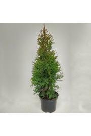 Thuja occidentalis Smaragd Ø9