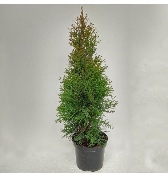 Thuja occidentalis Smaragd Ø9