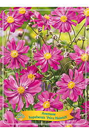 Anemone Prinz Heinrich Ø11