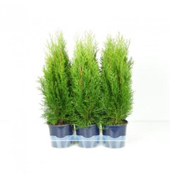 Thuja occidentalis Smaragd Ø15 40-60 cm