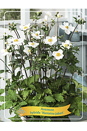 Anemone Honorine Jobert Ø11