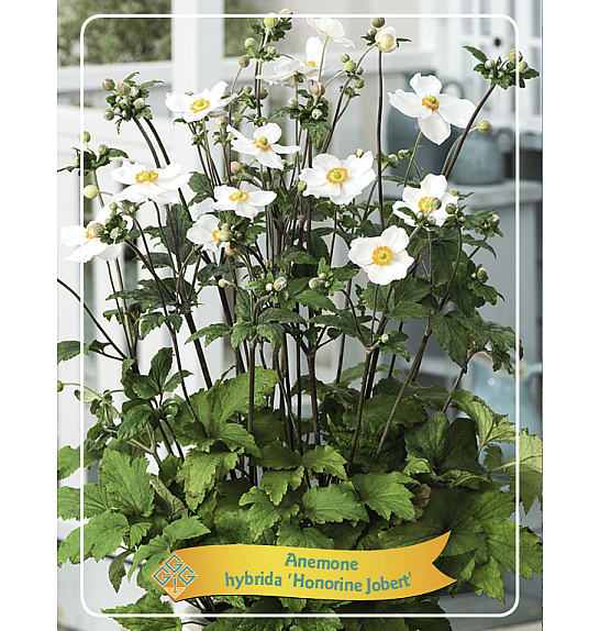 Anemone Honorine Jobert Ø11