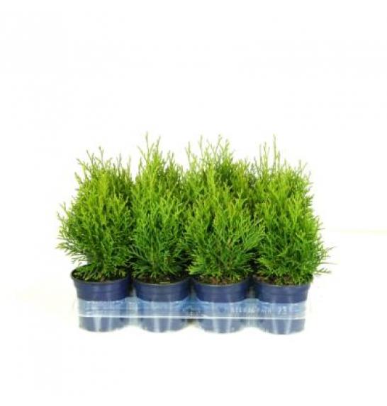 Thuja occidentalis Smaragd Ø11 15-20 cm