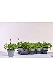 Pineapple salvia Ø14