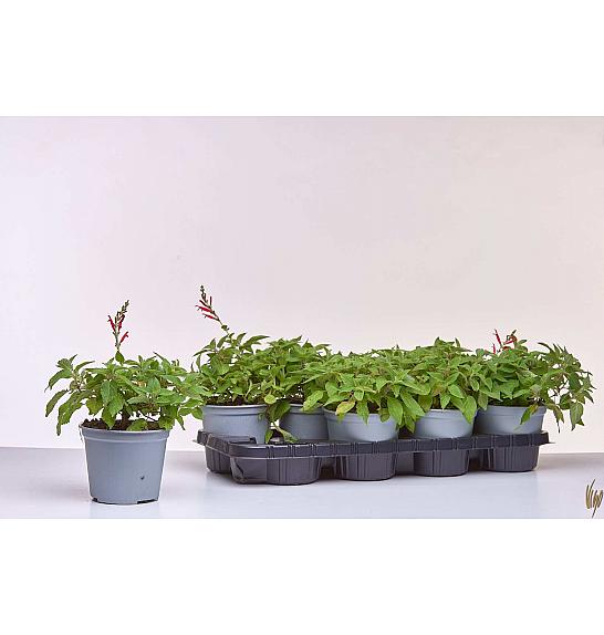 Pineapple salvia Ø14