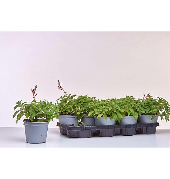 Pineapple salvia Ø14