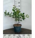 Amelanchier canadensis Prince William C5 Lit. 40-60 cm