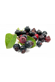 Amelanchier canadensis Prince William C2 Lit. 30-40 cm