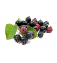 Amelanchier canadensis Prince William C2 Lit. 40-60 cm (25411)