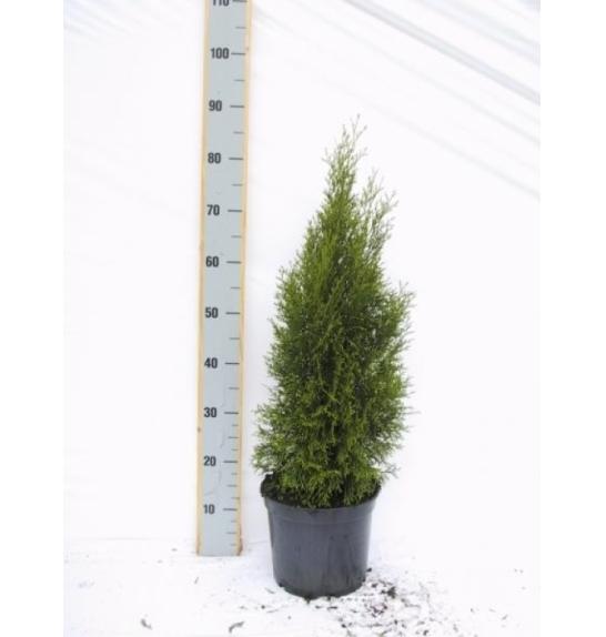 Thuja occidentalis Smaragd C5 Lit. 80-100 cm
