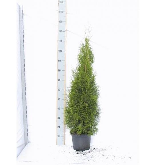 Thuja occidentalis Smaragd C5 Lit. 100-120 cm
