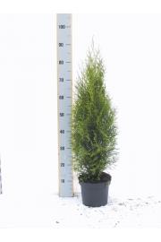 Thuja occidentalis Smaragd C3 Lit. 60-80 cm