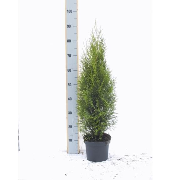 Thuja occidentalis Smaragd C3 Lit. 60-80 cm