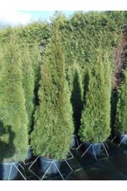 Thuja occidentalis Smaragd C25 Lit. 200-225 cm