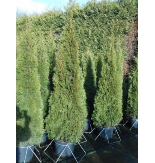 Thuja occidentalis Smaragd C25 Lit. 200-225 cm