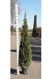 Thuja occidentalis Smaragd C25 Lit. 180-200 cm
