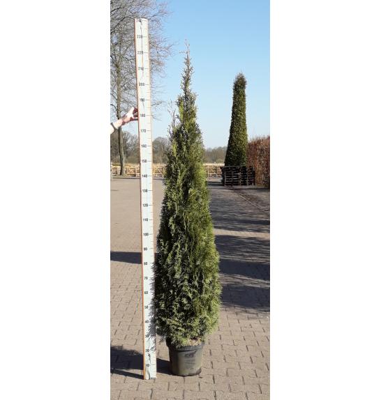 Thuja occidentalis Smaragd C25 Lit. 180-200 cm