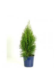 Thuja occidentalis Smaragd C2 Lit. 40-60 cm
