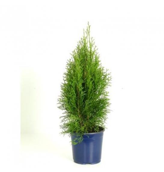 Thuja occidentalis Smaragd C2 Lit. 40-60 cm