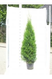 Thuja occidentalis Smaragd C15 Lit. 160-180 cm