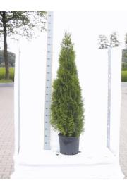 Thuja occidentalis Smaragd C15 Lit. 140-160 cm