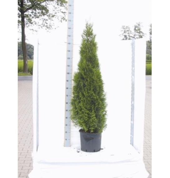 Thuja occidentalis Smaragd C15 Lit. 140-160 cm
