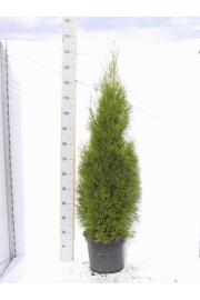 Thuja occidentalis Smaragd C10 Lit. 140-160 cm
