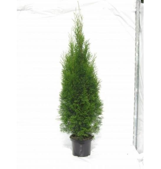 Thuja occidentalis Smaragd C10 Lit. 120-140 cm