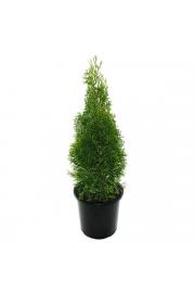 Thuja occidentalis Smaragd C1 Lit. 30-40 cm