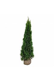 Thuja occidentalis Smaragd bala 180-200 cm ekstra