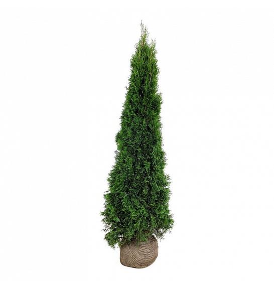 Thuja occidentalis Smaragd bala 180-200 cm ekstra