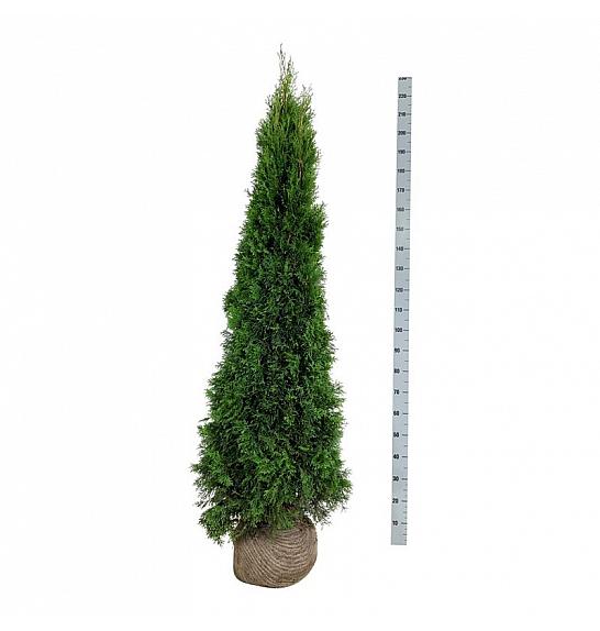 Thuja occidentalis Smaragd bala 180-200 cm extra