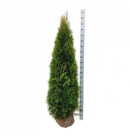Thuja occidentalis Smaragd bala 180-200 cm