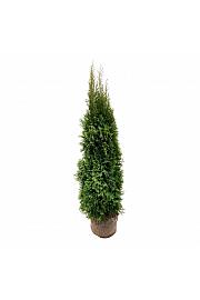 Thuja occidentalis Smaragd bala 160-180 cm