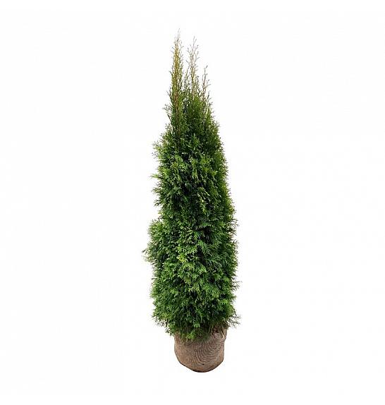 Thuja occidentalis Smaragd bala 160-180 cm