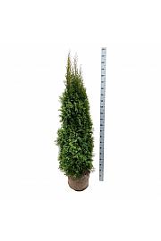 Thuja occidentalis Smaragd bala 160-180 cm