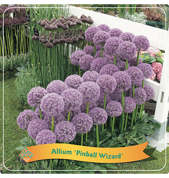 Allium Pinball Wizard C5 Lit.