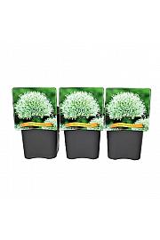 Allium Mount Everest C5 Lit.