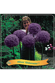 Allium Globemaster ® C5 Lit.