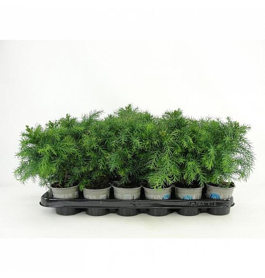 Thuja occidentalis Rheingold Ø9