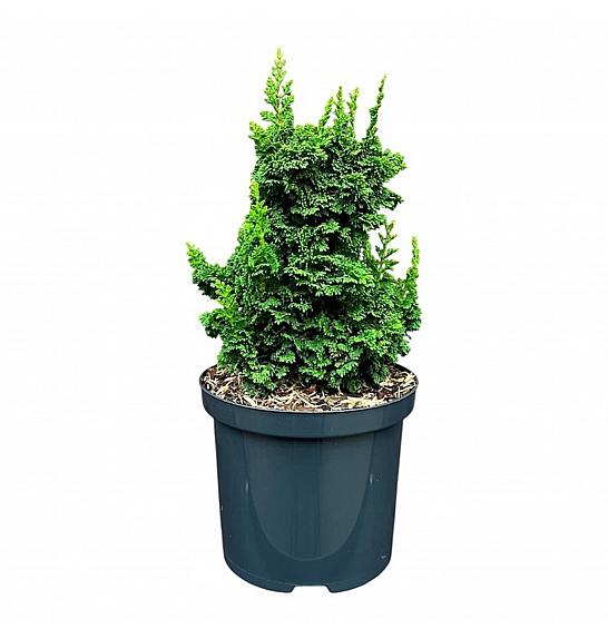 Thuja occidentalis Primo ᴾᴿC2,5 Lit. 15-20 cm