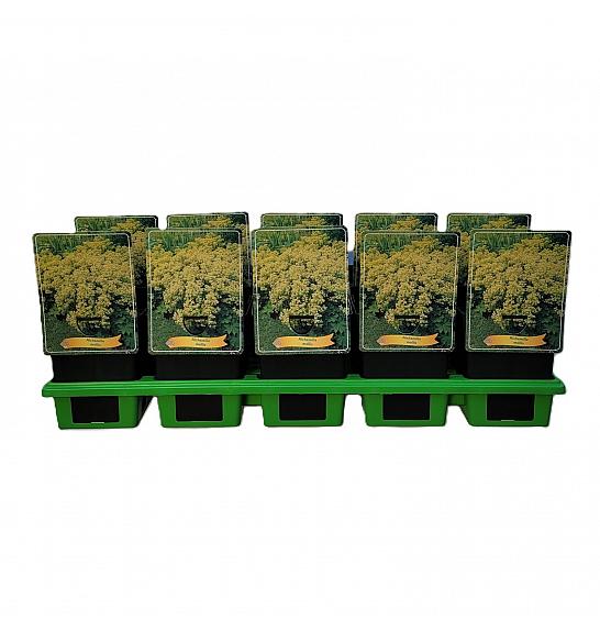 Alchemilla mollis Ø11