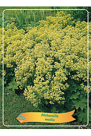 Alchemilla mollis Ø11