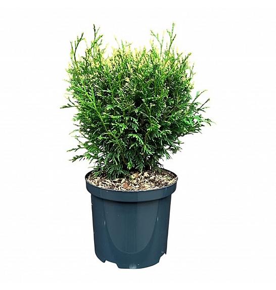 Thuja occidentalis Piccadilly C2,5 lit. 20-25 cm